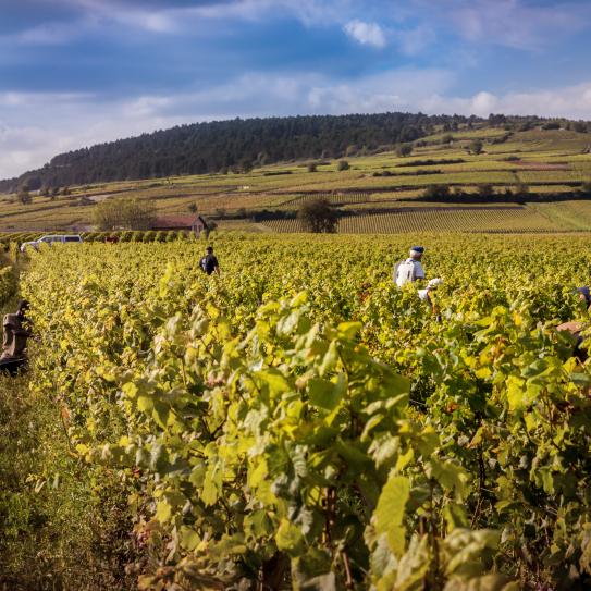 Weinwurzeln Kurs